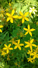 St. John's Wort Tincture