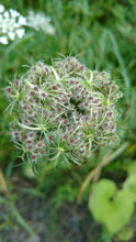 Wild Carrot Seed Tincture