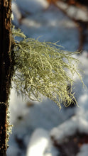 Usnea Tincture