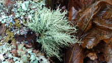 Usnea Tincture