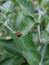 Ashwagandha Tincture