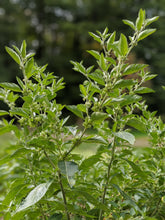 Ashwagandha Tincture