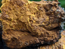 Chaga Double Extraction Tincture