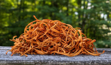 Cordyceps Double Extraction Tincture