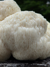 Lion's Mane Double Extraction Tincture