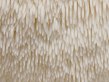 Lion's Mane Double Extraction Tincture