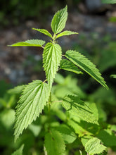 Nettle Tincture
