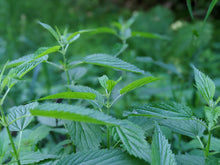 Nettle Tincture