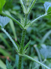 Nettle Tincture