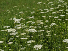Wild Carrot Seed Tincture