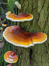 Reishi Double Extraction Tincture