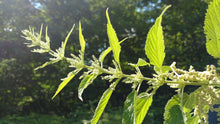 Nettle Tincture