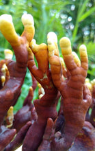 Reishi Double Extraction Tincture