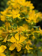 St. John's Wort Tincture