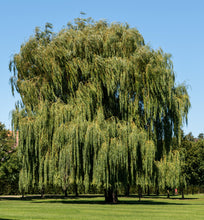 White Willow Tincture