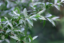 White Willow Tincture