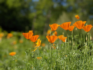 California Poppy Tincture