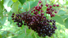 Elderberry Tincture