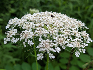 Wild Carrot Seed Tincture